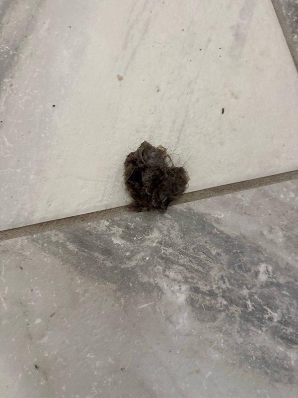 Performed debris removal and cleaning in basement utility area. Removed accumulated organic matter, dust, and dirt buildup from wall-floor junctions and corner areas where two walls meet concrete flooring. Addressed visible contamination at wall and ductwork intersections to restore cleanliness to the space.