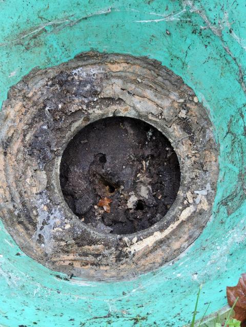 Bellingham, WA - Main line clog with a full septic. Pumping and snaking. We do it all. 