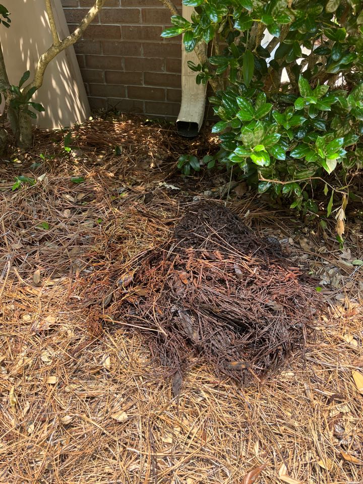Wilmington, NC - Clearing some overdue gutters and downspouts! 