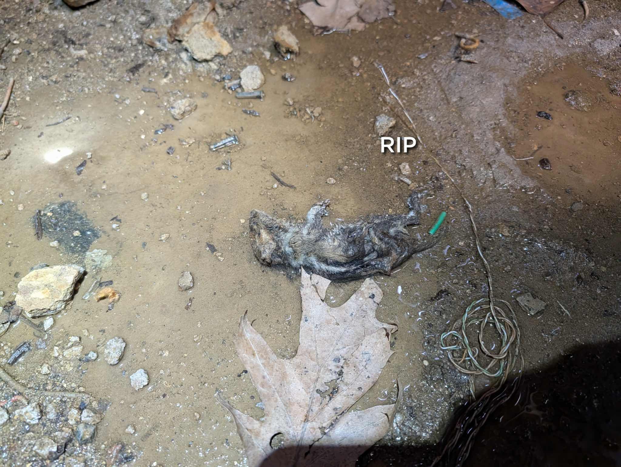 Completed heat tune up for natural gas boiler. 166,000 BTU (4) Zones

Inspected flues and chimney: clear and clean.
Inspected and cleaned heat exchanger, burners and burner compartment 
Inspected pilot assembly. Pilot flame blue with orange tip: Good
Inspected hyrdronic components: air elimination, feed valves, expansion tank, circulator. 
Checked wiring controls and components. A surge protector can be installed at 120V circuit, provided email estimateN

Left previous estimate to repair section of 1/2” corroded feed piping 

Combustion and draft tests: Pass

System operating well at this time. 