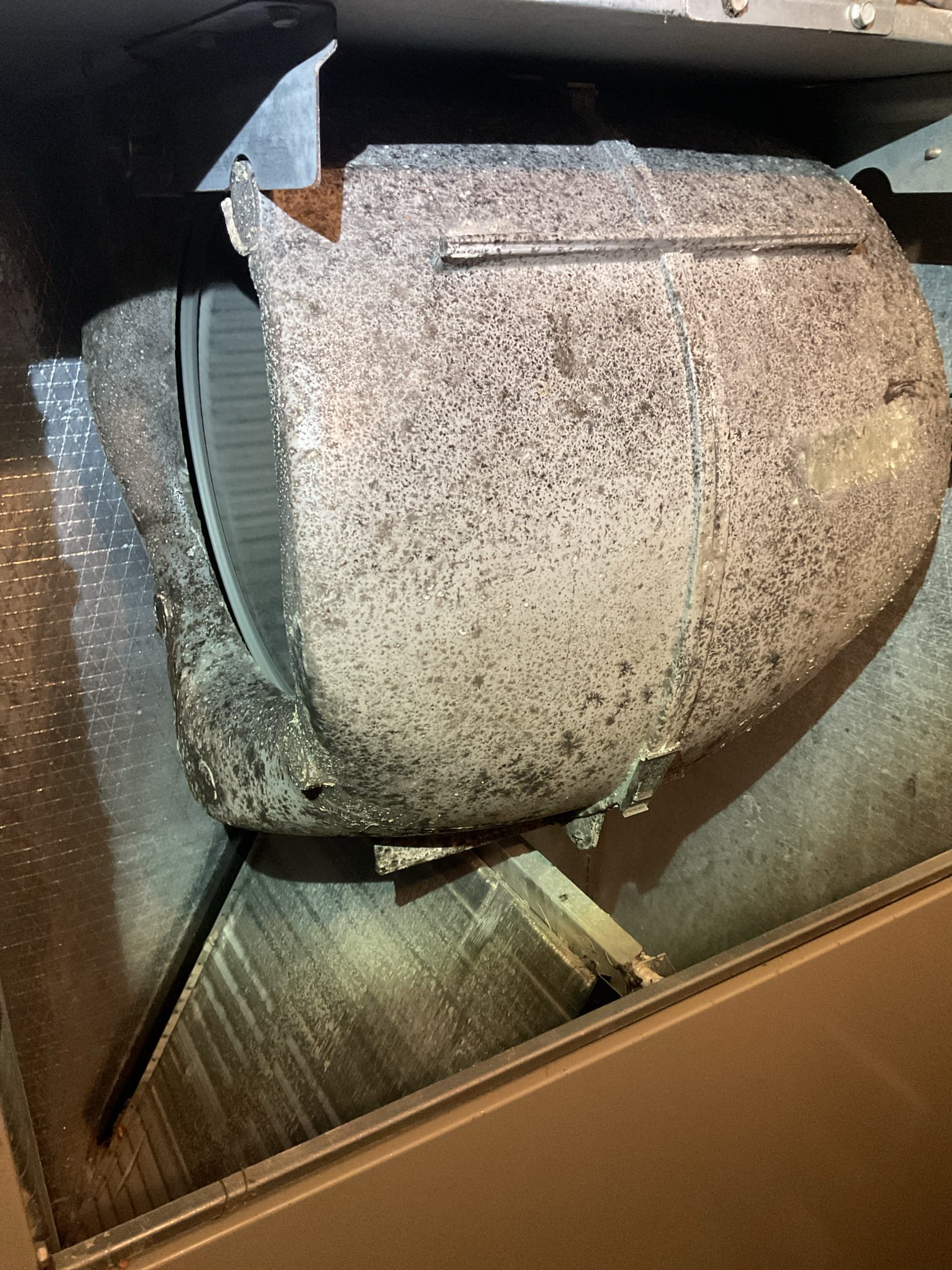 I arrived for a no cooling for a new customer. The heat pump American standard system is 10 yrs old . The customer had told me he had a guy out here for a few times to add charge to the system, but he never thought he actually repaired it. I went and looked over the indoor unit first I replaced the customers air filter supplied by the customer I inspected his coil and his blower housing and the motor. The blower motor housing had some growth on it . I went to the outdoor unit I put my gauges on. I had decent equalization of my pressures and went and turned the system on the indoor but not the outdoor. I had a call from the thermostat for cooling, but I didn’t have 240 V for power I found the breaker was tripped. I reset the breaker, and you could hear the compressor trying to run but tripped out again. I did a test on the capacitor and the compressor itself and the compressor internals has failed shorted to ground Causing it to trip the breaker. I Mega ohmed My leads at the contactor a