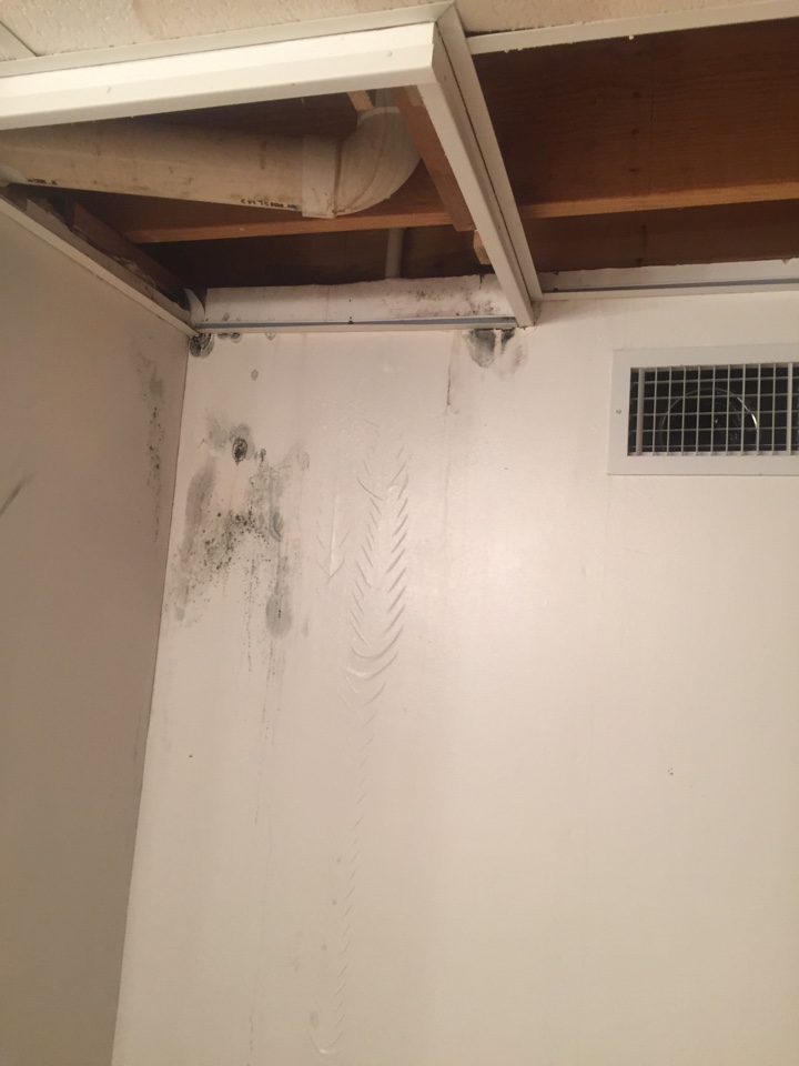 Working on a camp that had a water leak for a long time. Has mold 