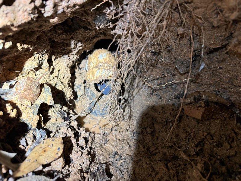 Diagnosed and serviced non-operational sump pump in basement basin. Found submersible pump partially submerged in murky water with excessive sediment buildup. Excavated surrounding area to access pump components, removed debris and root intrusions that were impeding proper function, and restored system to normal operation. Diagnosed and serviced non-operational sump pump in basement basin. Found submersible pump partially submerged in murky water with excessive sediment buildup. Excavated surrounding area to access pump components, removed debris and root intrusions that were impeding proper function, and restored system to normal operation.