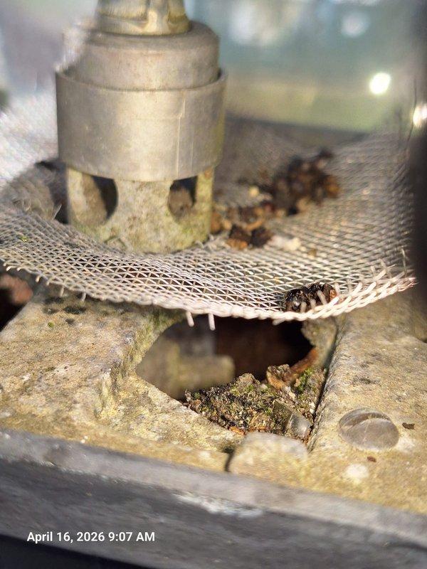Performed estimate for conversion of existing gas lantern fixture to fishtail burner style. Inspected current lantern assembly and documented condition, noting significant accumulation of debris, algae growth, and corrosion on interior components including burner assembly and mesh screen. Assessed fixture housing with heavily soiled glass panels requiring cleaning. Provided customer with specifications and requirements for fishtail burner conversion, including necessary parts replacement of existing burner tip, mantle assembly, and deteriorated mesh screen components. Performed estimate for conversion of existing gas lantern fixture to fishtail burner style. Inspected current lantern assembly and documented condition, noting significant accumulation of debris, algae growth, and corrosion on interior components including burner assembly and mesh screen. Assessed fixture housing with heavily soiled glass panels requiring cleaning. Provided customer with specifications and requirements for fishtail burner conversion, including necessary parts replacement of existing burner tip, mantle assembly, and deteriorated mesh screen components.