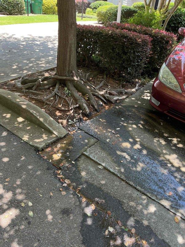 Responded to water leak with bubbling occurring at ground level near large tree. Upon inspection, discovered extensive tree root intrusion had compromised underground water line, causing active leak beneath sidewalk. Roots had lifted and damaged concrete walkway sections, with root system clearly penetrating pipe infrastructure. Documented damage with photographs showing root spread pattern and sidewalk displacement. Advised customer that root infiltration required full line replacement rather than repair. Provided quote for complete water line replacement to resolve leak and prevent future root intrusion.