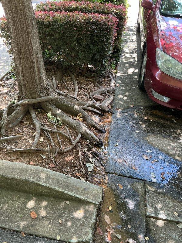Responded to water leak with bubbling occurring at ground level near large tree. Upon inspection, discovered extensive tree root intrusion had compromised underground water line, causing active leak beneath sidewalk. Roots had lifted and damaged concrete walkway sections, with root system clearly penetrating pipe infrastructure. Documented damage with photographs showing root spread pattern and sidewalk displacement. Advised customer that root infiltration required full line replacement rather than repair. Provided quote for complete water line replacement to resolve leak and prevent future root intrusion.