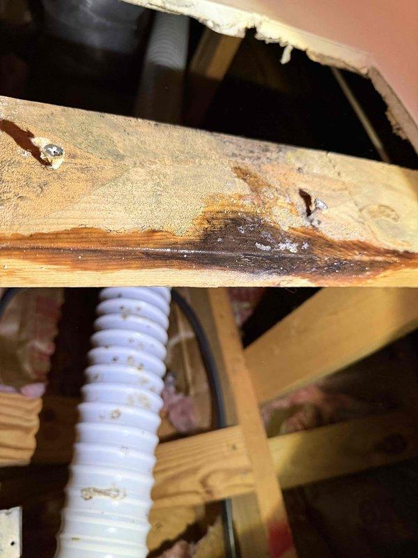 # Leak Investigation and Assessment
Responded to report of ceiling leak and conducted thorough inspection of attic space above affected area. Located source of water intrusion at PVC drain line running through attic crawl space. Documented condition of plumbing system, including gray PVC piping secured with yellow support straps to wooden joists, and adjacent HVAC ductwork.
Inspection revealed significant water damage to structural floor joist beneath leak point. Wood member exhibited dark staining and deterioration along edge, indicating prolonged moisture exposure. Damage pattern consistent with slow leak from overhead plumbing. Photographed compromised structural element, noting discoloration ranging from natural wood tone to dark brown/black staining where rot had begun. White flexible ductwork and pink insulation also visible in affected area.
Assessment confirmed active leak requiring plumbing repair and subsequent evaluation of damaged structural framing for potential reinfor # Leak Investigation and Assessment
Responded to report of ceiling leak and conducted thorough inspection of attic space above affected area. Located source of water intrusion at PVC drain line running through attic crawl space. Documented condition of plumbing system, including gray PVC piping secured with yellow support straps to wooden joists, and adjacent HVAC ductwork.
Inspection revealed significant water damage to structural floor joist beneath leak point. Wood member exhibited dark staining and deterioration along edge, indicating prolonged moisture exposure. Damage pattern consistent with slow leak from overhead plumbing. Photographed compromised structural element, noting discoloration ranging from natural wood tone to dark brown/black staining where rot had begun. White flexible ductwork and pink insulation also visible in affected area.
Assessment confirmed active leak requiring plumbing repair and subsequent evaluation of damaged structural framing for potential reinfor