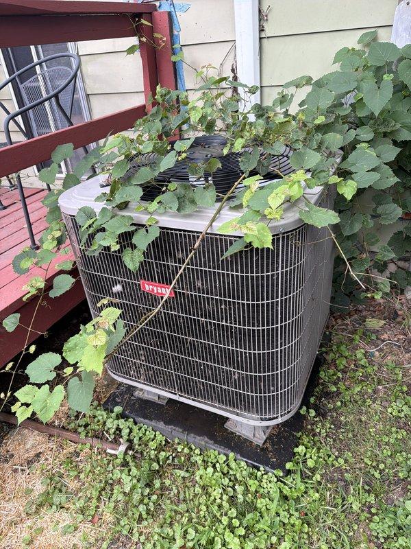 Responded to cooling complaint where thermostat was set to 65°F but reading 76°F despite recent thermostat rewiring in May. Upon arrival, found outdoor condenser unit heavily overgrown with vegetation covering top and front grilles, restricting airflow and preventing proper heat rejection. Discovered frozen refrigerant line with significant ice buildup on suction line coupling near unit, indicating restricted airflow causing evaporator coil to freeze. Cleared all vegetation from condenser unit including vines and ground cover to restore proper airflow. Verified condensate drain line clear and functioning. System airflow restriction from vegetation growth was root cause of inadequate cooling performance and temperature differential issue. Unit operating properly after vegetation removal and allowing sufficient time for ice to melt from refrigerant lines.