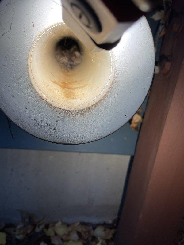 Responded to no-heat call where furnace was displaying error code 38. Diagnostic inspection revealed exhaust pipe was completely obstructed by mouse nest debris. Successfully cleared blockage using combination of nitrogen blasting techniques (exterior to interior), removed all nest material, and verified inducer housing was debris-free. Applied tape over exhaust pipe, re-glued through pipe, and confirmed proper system operation with no error codes present upon completion.