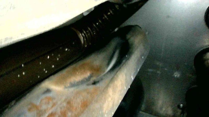 Responded to customer complaint regarding excessive noise from 5-year-old Train furnace during startup. Conducted comprehensive inspection including scope examination of heat exchanger which showed no issues. Identified severe rusting on burners and potential combustion blower problems. Provided customer with replacement options for deteriorated components to resolve the noise issue.