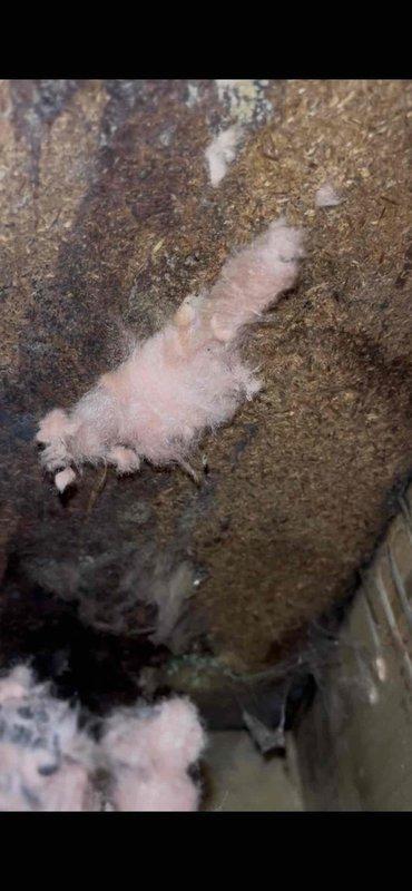 Responded to service call regarding condensate drainage issue with a 2-year-old furnace installation. Upon inspection, discovered the condensate hose had become disconnected from the drainage pipe, causing water to leak into the underbelly of the mobile home. Accessed the crawlspace, located the vinyl drainage tube, and properly rerouted it to ensure proper drainage outside the structure rather than into the underbelly.