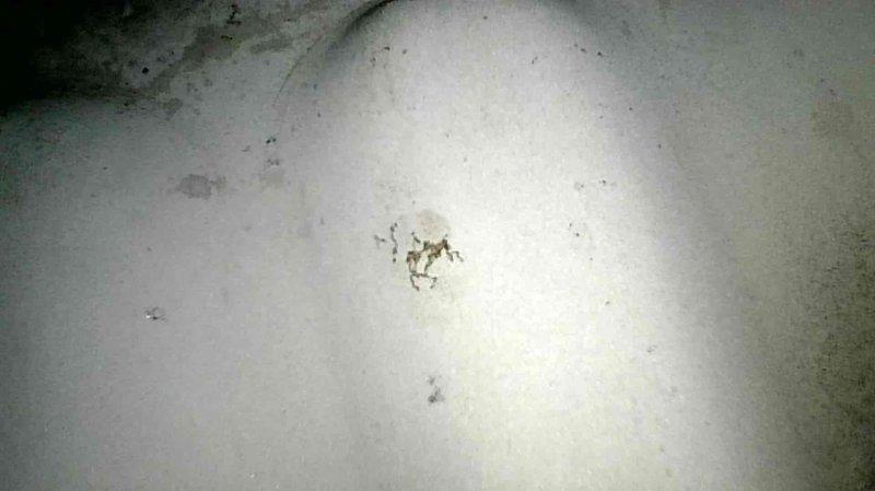 Performed comprehensive maintenance on Carrier furnace including operational testing, filter replacement, condensate trap cleaning, and heat exchanger inspection. Noted minor spots on heat exchanger requiring future monitoring but system is currently operating safely. Addressed customer concern about garage heater (Meacon Morris) confirming normal operation with burning smell attributed to dust accumulation on heat exchanger.