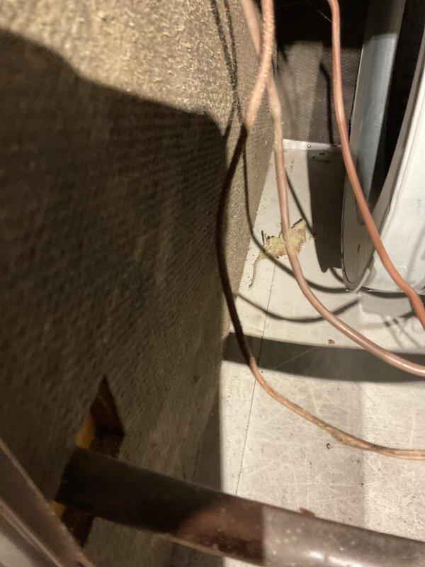 Responded to no heat complaint on 20-year-old furnace. Diagnosed April humidifier causing system short cycling. Removed wasp nest from burners, cleaned burner assembly, inspected heat exchanger and flame sensor. System restored to operation. Recommended thorough furnace inspection and further evaluation of humidifier issues.