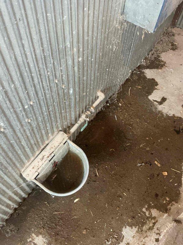 Responded to a water leak in a chicken coop where water was observed on the cement floor beneath exposed copper piping. Upon inspection, identified a loose union fitting on the water supply line that feeds the chicken watering bowl. Tightened the union connection to restore proper seal and eliminate the active leak. Assessed remaining floor moisture and determined it to be groundwater infiltration rather than plumbing-related. Photographed the repaired plumbing components and surrounding area for documentation purposes.