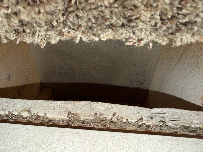 Performed comprehensive duct cleaning service on residential HVAC system including mobilization and setup. Inspected ductwork in response to reported dead animal odor near utility room and investigated potential animal entry points in ceiling and duct connections. Found no evidence of animal presence in accessible ductwork or disconnected components. Cleaned 15 openings including all supply and return ducts which contained accumulated dust, dirt, and debris. Utilized professional duct cleaning equipment to thoroughly remove contaminants from interior duct surfaces. Verified proper cleaning of all ductwork components and confirmed system cleanliness upon completion. Documented pre-cleaning conditions showing significant dust accumulation on galvanized metal ductwork and flexible ducting components, as well as attic space framing and insulation areas near duct system.