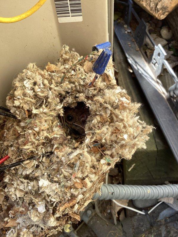 # HVAC Service Completed

Responded to no cooling complaint on 2011/2012 split system with compressor not operating. Upon inspection, discovered rodent damage in outdoor condenser unit where mouse had chewed through electrical wiring, preventing compressor from receiving power. Repaired damaged wiring by stripping back insulation and reconnecting conductors with proper wire nuts and electrical tape. Verified all electrical connections were secure and tested system operation. Compressor engaged properly and unit returned to normal cooling function. Recommended customer consider rodent deterrent measures around outdoor unit to prevent future damage.