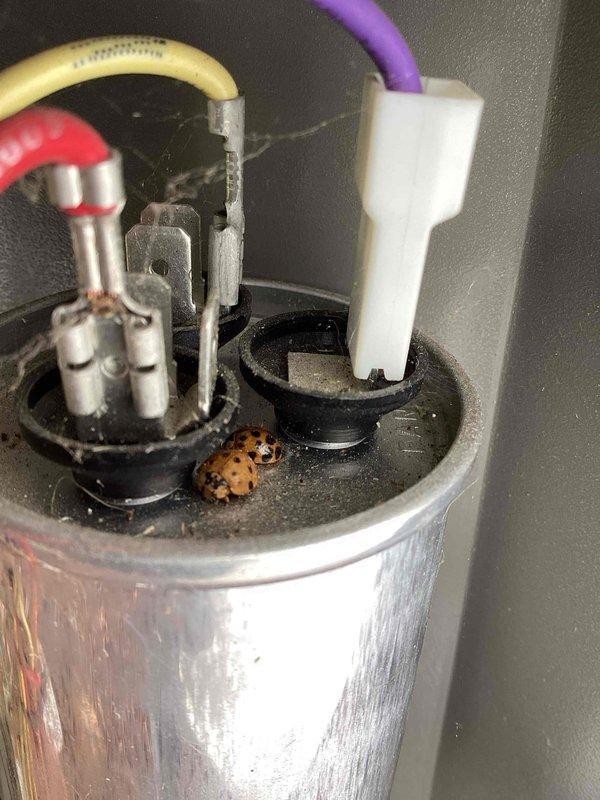 Responded to no cooling call where outdoor unit fan would not operate. Found failed capacitor with low capacitance reading and heavily soiled condenser coil restricting airflow. Replaced defective capacitor with new unit and thoroughly cleaned condenser coil to restore proper heat transfer. System tested and confirmed operational with proper fan operation and cooling performance restored.