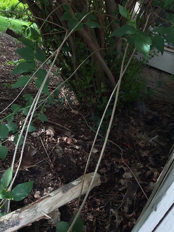 Responded to no-cool call on recently installed air conditioning system. Upon inspection, discovered low voltage control wiring had been severed near landscaping, likely damaged during bush trimming. The control wire routing extended from the window around the exterior of the home, under the deck, and past shrubbery in a suboptimal configuration. Repaired the damaged wire by splicing at the break point, restored power to the system, and confirmed proper operation of the air conditioning unit.