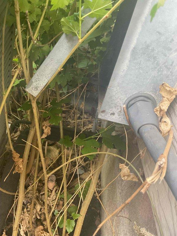 Responded to no cooling complaint on aging residential air conditioning system. Upon inspection, found unit low on refrigeant, indicating a leak in the system. Unit exhibited signs of deferred maintenance with condenser surrounded by overgrown vegetation restricting airflow. Due to the age of the equipment, recurring refrigerant loss issues, and cost of repairs versus replacement, recommended full system replacement rather than recharging refrigerant.