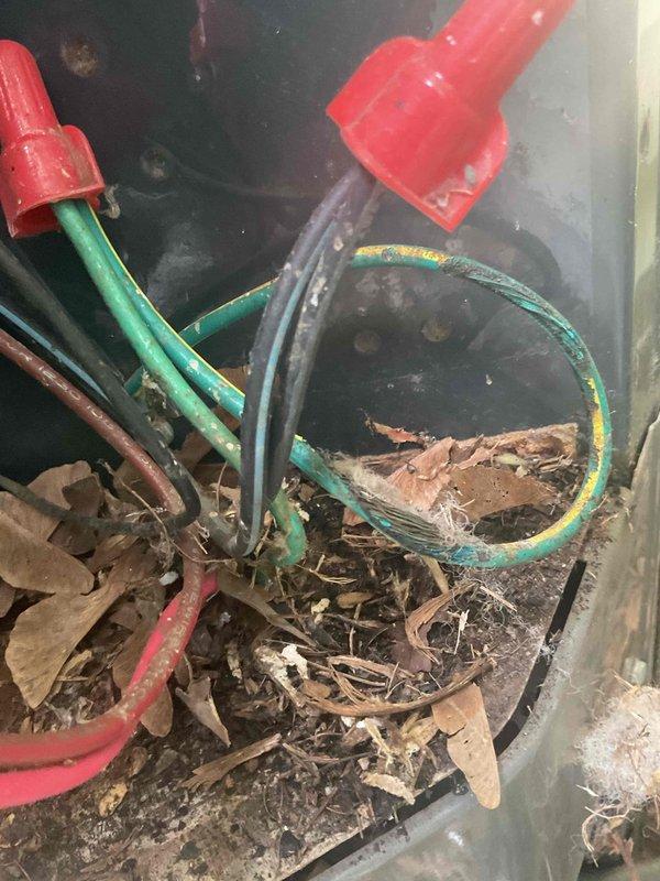 # No Cool Call - Outdoor Unit Inoperative

Responded to no cooling complaint on 10+ year old air conditioning system. Upon arrival, found indoor blower fan running continuously but outdoor condensing unit completely inoperative. Previous service history indicated compressor replacement performed last month. 

Visual inspection revealed high voltage wiring damage at outdoor unit caused by rodent activity. Wiring insulation had been chewed through, compromising electrical connections and preventing power delivery to the condensing unit. Found multiple damaged conductors and deteriorated wire connections with debris accumulation in electrical compartment.

Repaired damaged high voltage wiring by cutting back compromised sections and installing new wire connections with proper wire nuts. Re-routed and secured all electrical conductors to prevent future rodent access. Cleaned debris from electrical compartment including leaves and organic material that had accumulated around wire connection