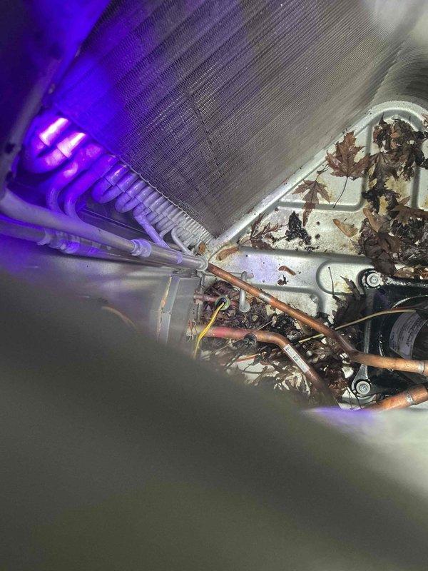 Performed follow-up inspection on system after previous refrigerant and dye service to check for leaks. Conducted UV light inspection of evaporator coil and refrigerant lines with no dye traces detected, indicating no active leaks at accessible points. Added 0.5 lb of refrigerant to bring system to manufacturer specifications. Noted significant debris accumulation including leaves and organic matter on base pan and around coil assembly that should be addressed during future maintenance to prevent drainage issues and maintain system efficiency.
