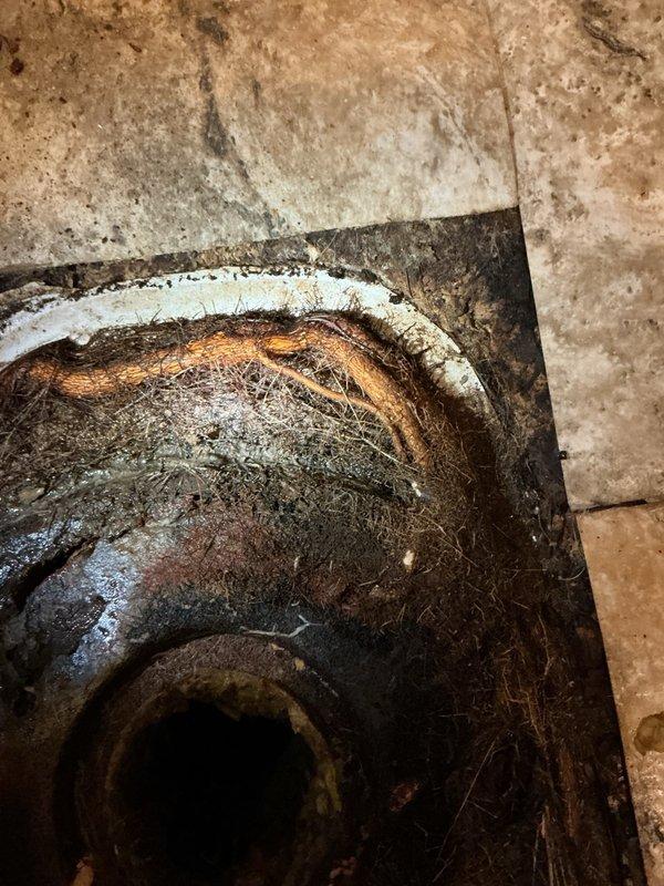 Responded to clogged toilet with drainage issues. Upon removal of toilet fixture, discovered tree roots infiltrating through the drain line and severe floor rot beneath and around the toilet base. Extensive water damage observed on surrounding wall surfaces with visible mold growth near supply line connections. Corroded plumbing components and deteriorated metal fittings documented. Property requires flooring replacement by qualified contractor prior to continuation of plumbing repairs. Follow-up service scheduled to replace PVC drain piping, install cleanout access, address water supply line concerns, and apply trenchless pipe liner. Drain line cleaning also required to clear root intrusion.