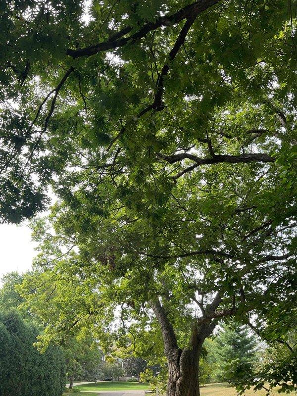 Conducted phone follow-up regarding previous June service visit for Job #242762. Customer inquired about a part that was mentioned as needing to be ordered during the original visit, but no documentation was found in the system notes. Reviewed account history showing an estimate was provided for an upgrade and emailed to customer. Documented site photos showing mature deciduous tree with dense canopy requiring assessment. Recommended scheduling follow-up appointment to verify outstanding work requirements and confirm part ordering status.