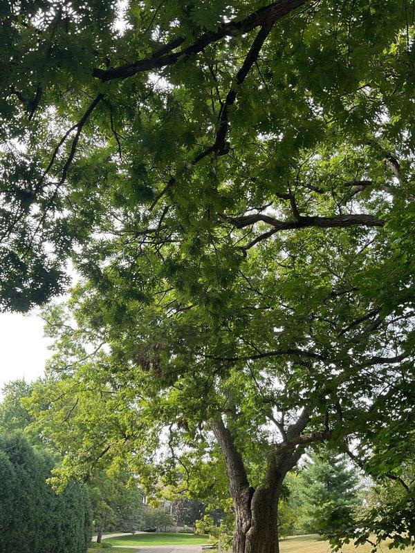 Conducted phone follow-up regarding previous June service visit for Job #242762. Customer inquired about a part that was mentioned as needing to be ordered during the original visit, but no documentation was found in the system notes. Reviewed account history showing an estimate was provided for an upgrade and emailed to customer. Documented site photos showing mature deciduous tree with dense canopy requiring assessment. Recommended scheduling follow-up appointment to verify outstanding work requirements and confirm part ordering status.