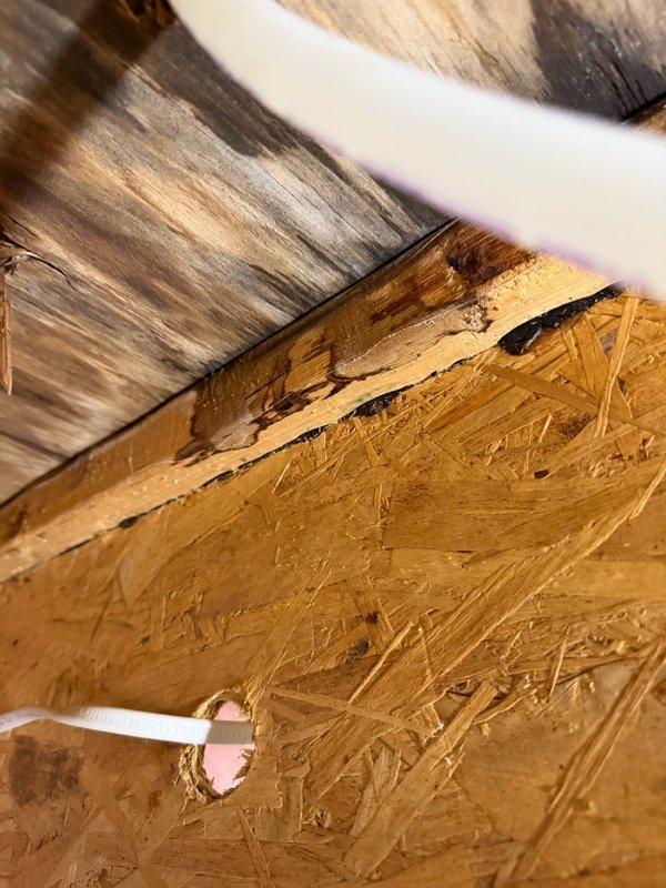 Responded to water leak emergency with water penetrating from main floor master bathroom through ceiling into basement, pooling in light fixture. Previous contractors had capped lines but were unable to identify leak source. Conducted systematic diagnostic testing of master bathroom plumbing fixtures and discovered compromised grout lines in shower enclosure allowing water infiltration into subfloor and ceiling cavity below. Documented water damage to ceiling joists and OSB wall panels with visible staining and moisture penetration. Recommended complete shower grout restoration or full shower replacement to resolve leak source and prevent further structural damage.