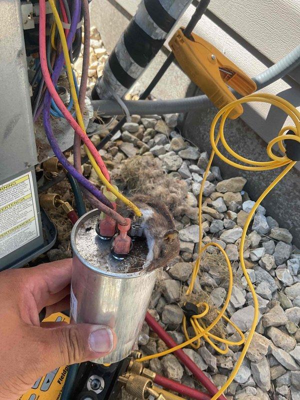 Responded to no cooling call on 6-year-old residential air conditioning unit. Upon inspection, discovered dead mouse had caused common capacitor failure, resulting in system shutdown. Replaced damaged capacitor and restored unit to proper operation.
