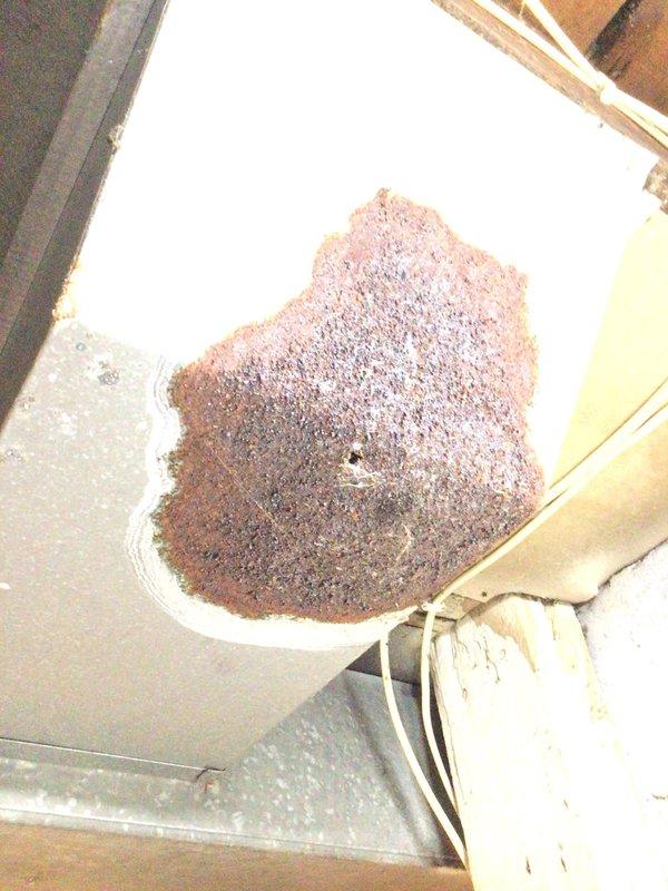 Completed comprehensive furnace tune-up and maintenance on residential HVAC system. Discovered and removed dead rodents (bats and mouse) from unit interior and identified deteriorated return ductwork in basement area caused by moisture damage from water exposure at front door return vent. Cleaned accumulated rust particles and debris from affected components, verified all mechanical and electrical systems functioning properly, and confirmed proper burner operation and airflow throughout system.