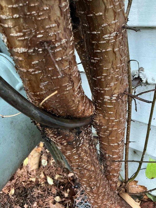 Responded to emergency gas leak on main supply line to meter. Gas utility had shut off service due to leak discovered during inspection, leaving property without heat or hot water. Upon arrival, identified gas line compromised by tree growth that had grown around and damaged the supply line. Documented existing conditions showing meter installation and affected gas line routing. Coordinated tree removal requirements and identified meter leveling needed to facilitate proper reconnection of gas supply lines by licensed plumber for restoration of service.