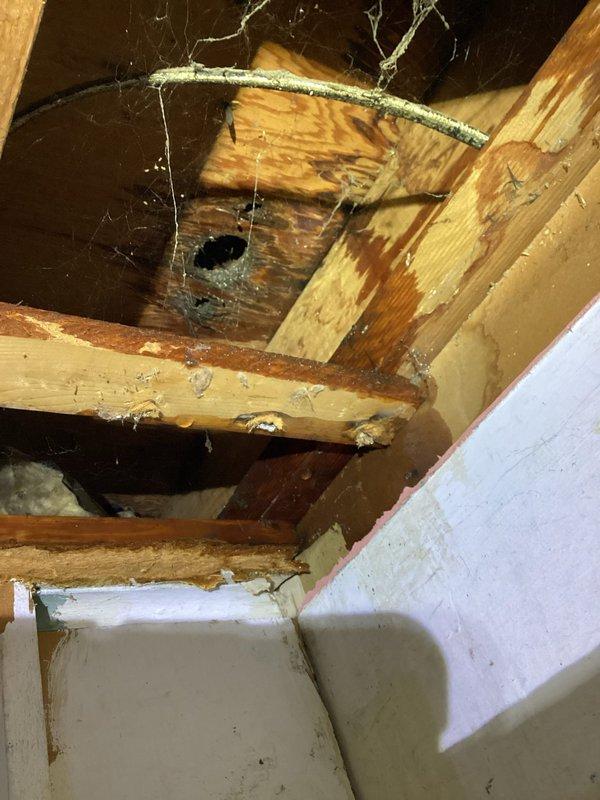 Responded to a leak originating from an upstairs bathroom sink that had caused water damage to the ceiling below, as identified during a buyer's home inspection. Performed diagnostic inspection of the affected area, accessing the ceiling cavity to assess the extent of water infiltration and identify the source of the leak. Examined under-sink plumbing assembly including P-trap, supply lines, garbage disposal connections, and shut-off valves to determine the point of failure. Documented existing conditions through photographic evidence showing ceiling damage, structural framing exposure, and complete under-sink plumbing configuration for repair assessment and insurance documentation purposes.