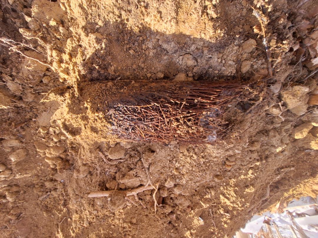 sewer line repair on hill in back yard 
snaked sewer and located where sewer was full of roots from broken sewer in Stafford Va 