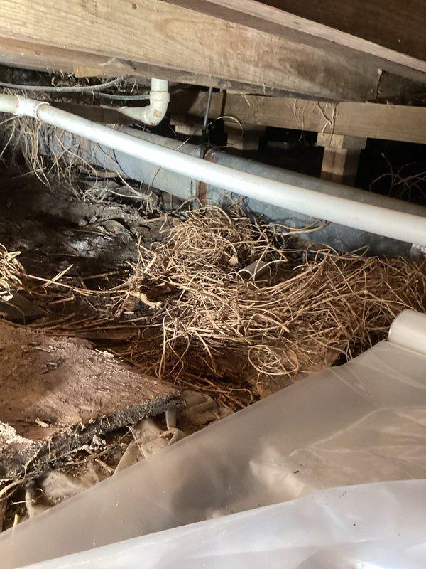 Responded to service call for water in crawl space. Upon inspection, discovered crawl space contained significant accumulation of nesting materials and debris around plumbing infrastructure. Evaluated moisture issues and assessed potential need for sump pump installation to address ongoing water intrusion.