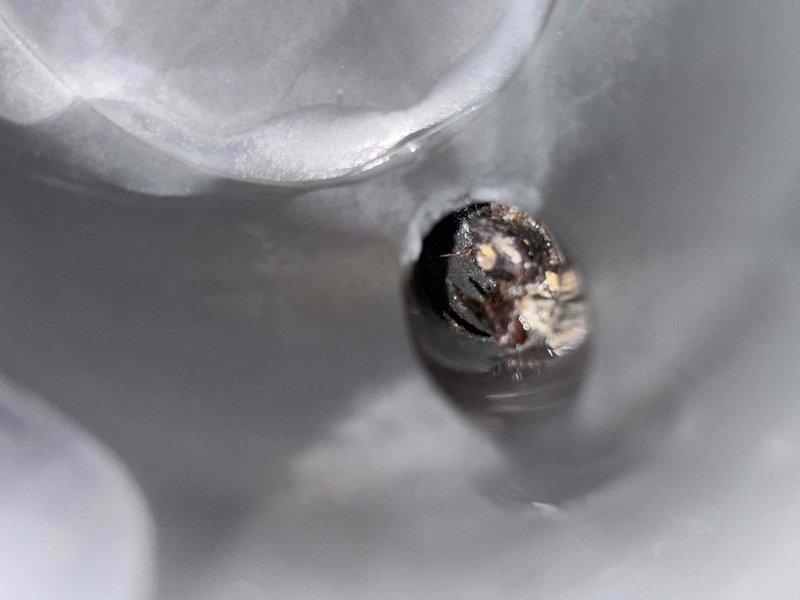 Responded to heating repair call for 6-9 year old furnace throwing high stage heat error codes. Performed diagnostic inspection, discovering insect infestation affecting critical components. Removed debris, cleaned affected parts including pressure switch, and restored system to proper operation. Completed requested maintenance service during the same visit.