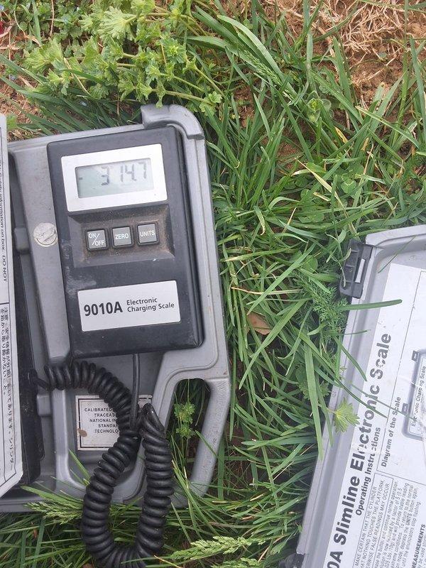 Responded to no-cool service call for system failing to maintain setpoint temperature with 4-degree differential. Performed comprehensive system diagnostic including airflow verification and refrigerant charge analysis. Utilized electronic charging scale to measure and assess refrigerant levels in outdoor condensing unit. System showed adequate airflow through supply registers with no evaporator coil icing present. Evaluated refrigerant charge using precision scale equipment to determine if low charge was contributing to reduced cooling capacity and inability to reach thermostat setpoint.