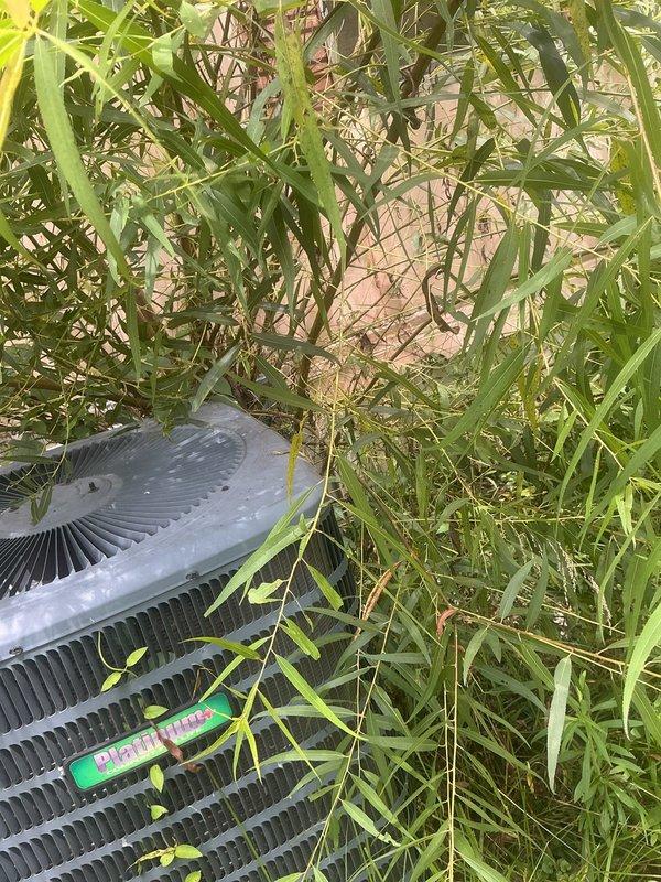 Responded to no cooling complaint on 7-year-old residential system with thermostat set to 68°F but indoor temperature at 81°F. Upon arrival, found outdoor condensing unit heavily obstructed by overgrown vegetation, grass, and bamboo growth restricting airflow to condenser coils and fan grille. Cleared vegetation from around unit perimeter and removed grass growing through equipment. Restored proper clearance around condenser to manufacturer specifications for adequate airflow and heat exchange. System returned to normal cooling operation after vegetation removal and airflow restoration.