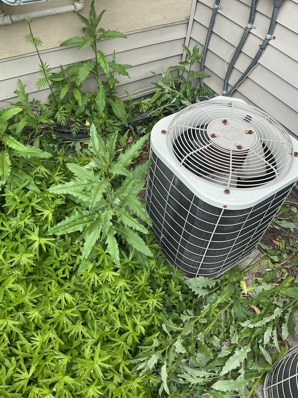 Completed standard AC tune-up on outdoor condensing unit. Performed routine maintenance inspection, checked refrigerant levels, cleaned condenser coils, and verified proper system operation. Noted significant vegetation overgrowth around unit requiring clearance to maintain adequate airflow and prevent future efficiency issues.