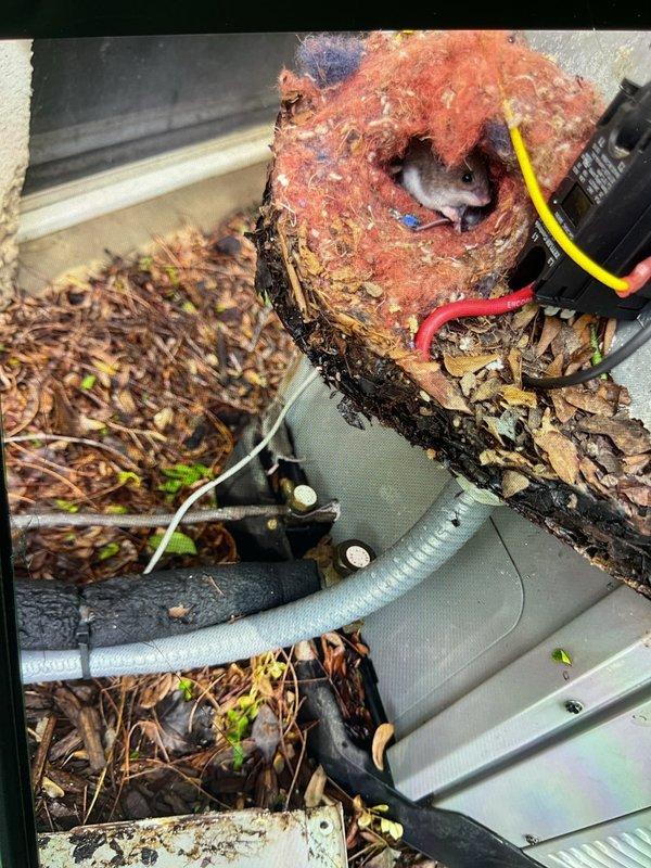 Responded to service call for insufficient cooling at residential property. Upon inspection, discovered outdoor condensing unit with extensive corrosion damage to refrigerant lines and compressor motor. Copper refrigerant piping exhibited severe oxidation with reddish-brown discoloration and surface degradation. Compressor motor housing showed advanced rust deterioration throughout, with metal surfaces heavily compromised by moisture exposure and environmental elements. Electrical connections including capacitor and wiring harnesses remained intact but surrounded by corroded components. Equipment failure determined to be result of prolonged exposure to outdoor elements and accumulated debris around unit base. Documented conditions with photographs and provided customer with repair recommendations for complete system evaluation and component replacement.