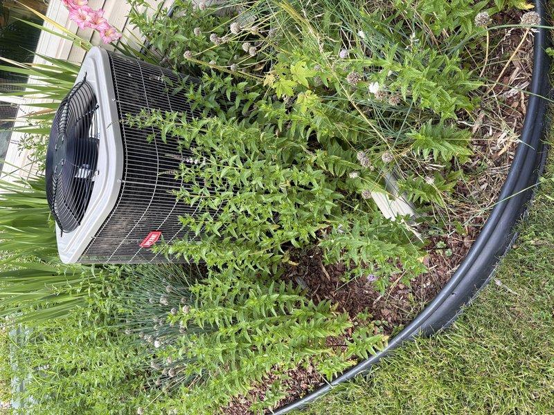 Responded to no cooling complaint on residential AC system under full warranty coverage. Upon arrival, found outdoor condenser unit heavily obstructed by overgrown vegetation restricting proper airflow to coil surfaces. Cleared dense weeds, grasses, and plant growth from around unit perimeter and removed debris from top grille area. Inspected indoor evaporator coil and refrigerant lines, noting moisture accumulation on interior panels consistent with normal operation. Verified refrigerant line connections and insulation integrity. System tested and confirmed operational with adequate airflow restored to condenser. Advised property owner on importance of maintaining minimum 24-inch clearance around outdoor unit for optimal performance and equipment longevity.