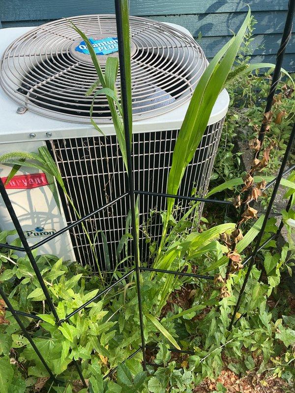 Completed scheduled AC tune-up on Bryant outdoor condenser unit. Performed standard maintenance inspection and system evaluation to ensure proper cooling operation. Noted significant vegetation overgrowth around unit restricting airflow; recommend clearance of grass, weeds, and plants from perimeter to maintain manufacturer-specified clearances and optimal system efficiency.
