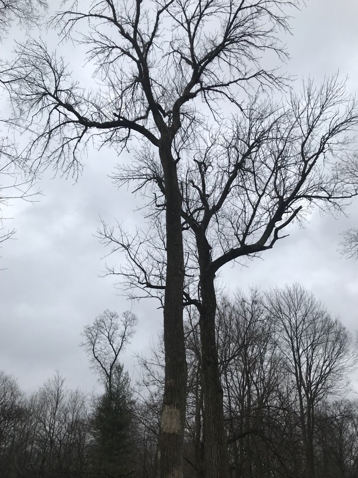 Dayton, OH - Ash tree removal in Beavercreek Dayton, OH - Ash tree removal in Beavercreek