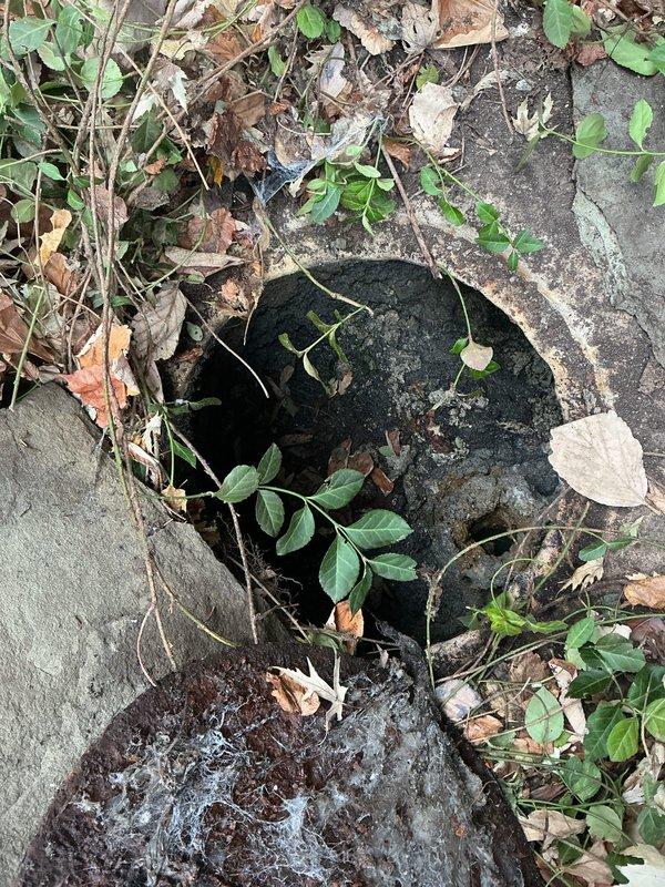 Responded to VIP service call to clean catch basin. Upon arrival, found circular concrete drain access significantly overgrown with vegetation and partially obstructed with debris. Cleared surrounding plant growth, removed accumulated leaves and sediment from basin, and ensured proper drainage function was restored.