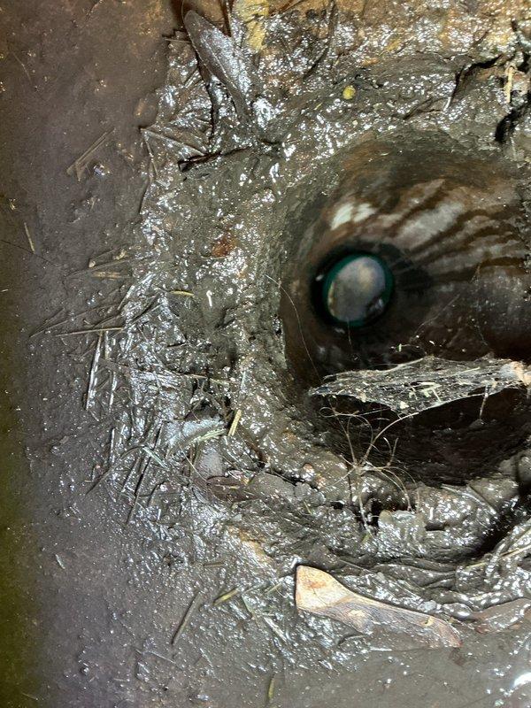 Conducted inspection of residential property to diagnose cloudy water issues affecting multiple bathrooms. Identified potential drainage system problems, documented current water heater installation, and examined floor drain with significant sediment buildup and blockage. Prepared estimate for floor drain removal as requested by customer.