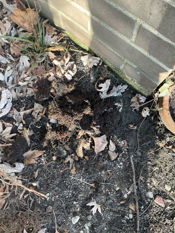 Performed downspout rodding service to clear blockage in exterior drainage system. Accessed underground drain cleanout point and successfully removed accumulated debris, including leaf matter that was causing obstruction. System is now functioning properly with proper water flow restored.