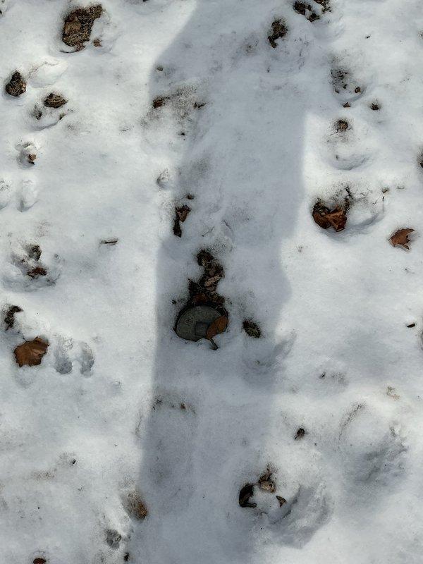 Performed root intrusion investigation on outdoor drain system. Located access point buried under snow and organic debris. Inspected clean-out area but unable to complete snaking procedure due to frozen ground conditions and limited access. Recommended scheduling follow-up service when weather conditions improve to properly clear root blockage and restore optimal drainage.