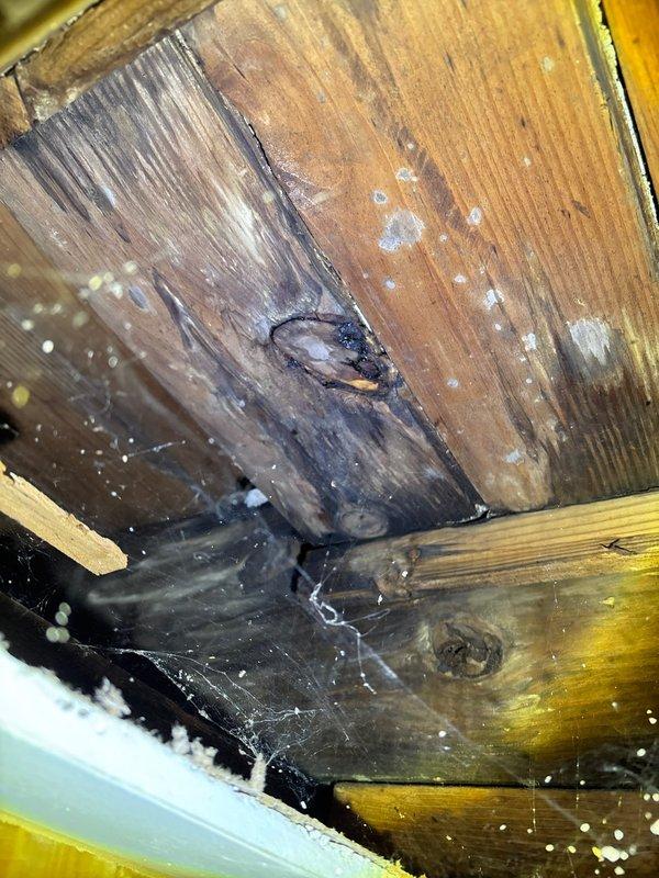 Conducted inspection of reported water leak affecting ceiling. Discovered significant water damage in confined structural space with extensive deterioration of wooden beams and joists showing dark discoloration, warping, and decay. Examination revealed potential ongoing moisture infiltration affecting structural integrity, with evidence of previous water exposure visible on multiple wooden elements.