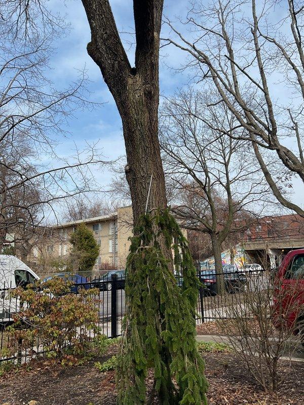 Responded to basement flooding caused by blockage in sewer line. Accessed exterior cleanout to clear obstruction in main drain line. Successfully restored proper drainage function, preventing further water intrusion to the property.