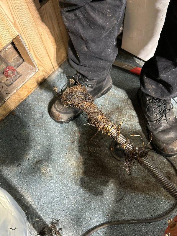 Successfully cleared main sewer line blockage in 100-year-old residential property using mechanical snake/auger. Accessed main cleanout through wall panel in basement where backup was occurring. Removed significant debris including roots/hair material that was causing the obstruction.